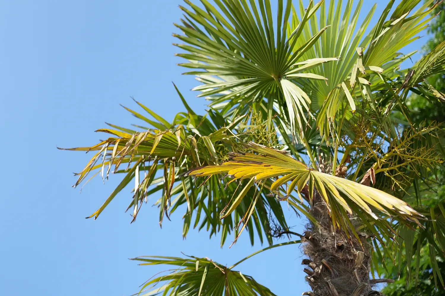 Palme vor blauem Himmel auf der Seeterrasse am Otto-Maigler-See